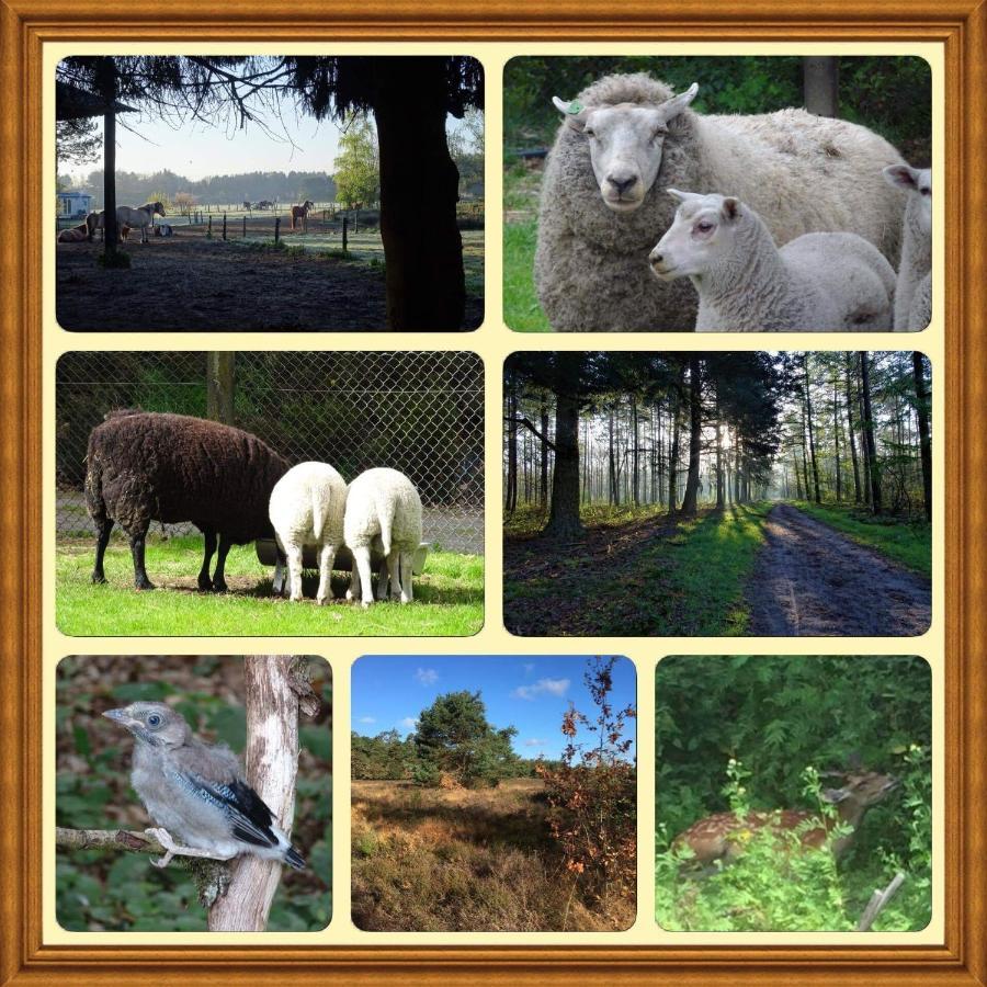 Veluwe Park Reewold Chalet Eclipse Putten Εξωτερικό φωτογραφία
