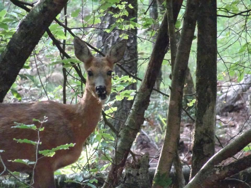 Veluwe Park Reewold Chalet Eclipse Putten Εξωτερικό φωτογραφία